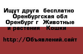 Ищут друга (бесплатно) - Оренбургская обл., Оренбург г. Животные и растения » Кошки   